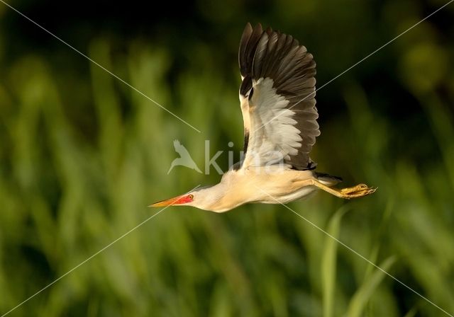 Little Bittern (Ixobrychus minutus)