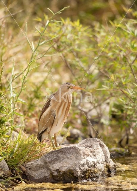 Woudaap (Ixobrychus minutus)