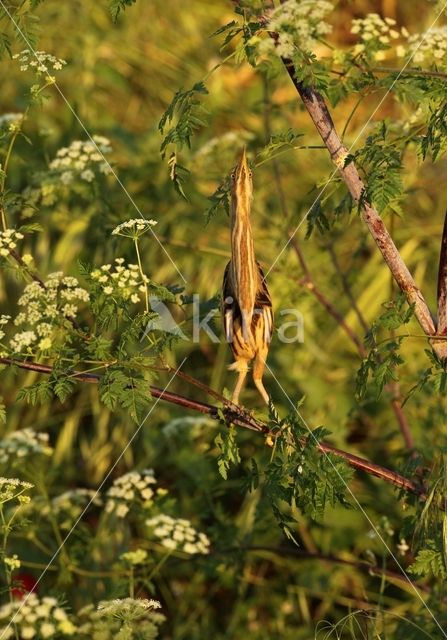 Little Bittern (Ixobrychus minutus)