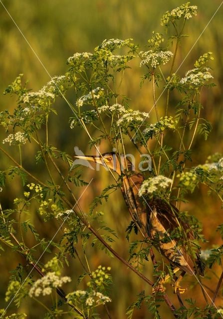 Little Bittern (Ixobrychus minutus)