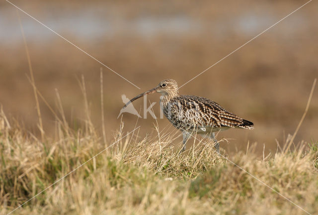 Eurasian Curlew (Numenius arquata)