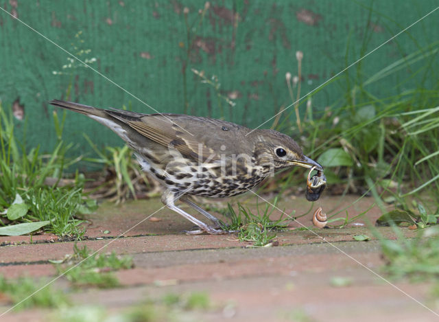 Song Thrush (Turdus philomelos)