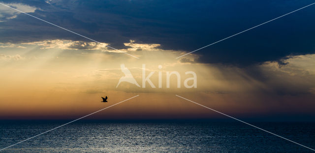 Herring Gull (Larus argentatus)