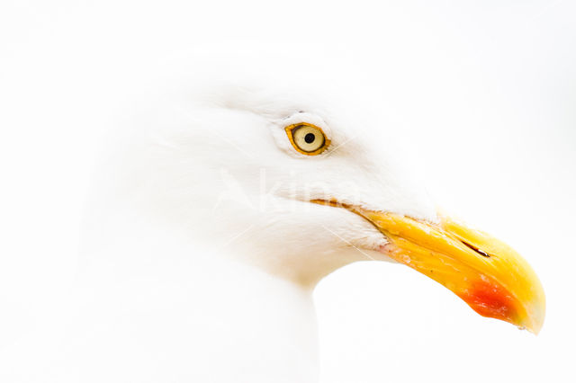 Zilvermeeuw (Larus argentatus)