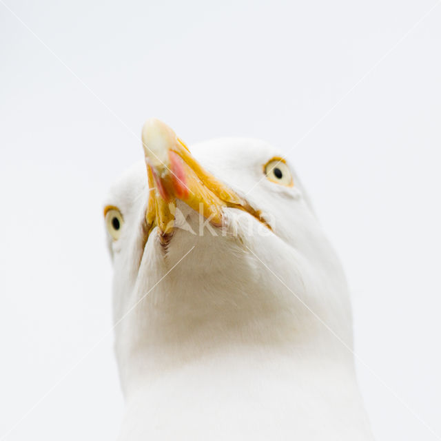 Herring Gull (Larus argentatus)