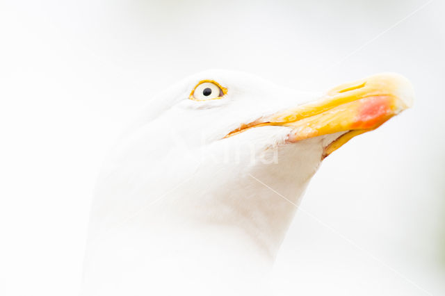 Zilvermeeuw (Larus argentatus)