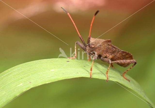 squashbug (Coreus marginatus)