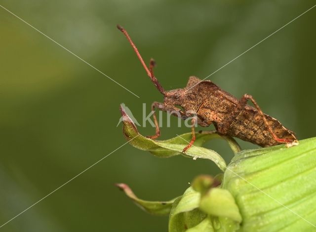 squashbug (Coreus marginatus)