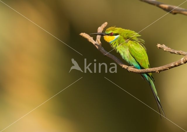 Swallow-tailed Bee-eater (Merops hirundineus)