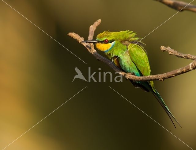 Zwaluwstaartbijeneter (Merops hirundineus)