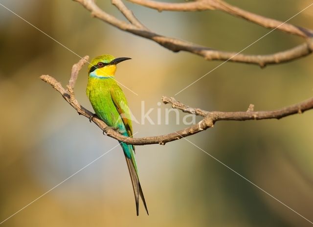 Swallow-tailed Bee-eater (Merops hirundineus)