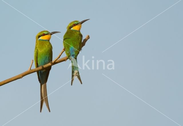 Swallow-tailed Bee-eater (Merops hirundineus)