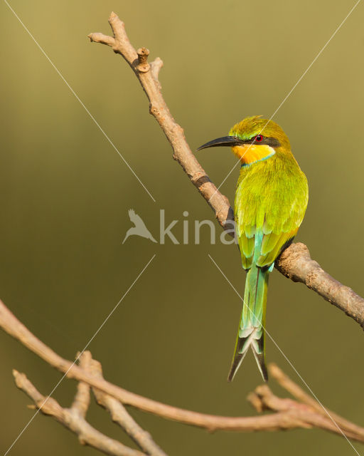 Swallow-tailed Bee-eater (Merops hirundineus)