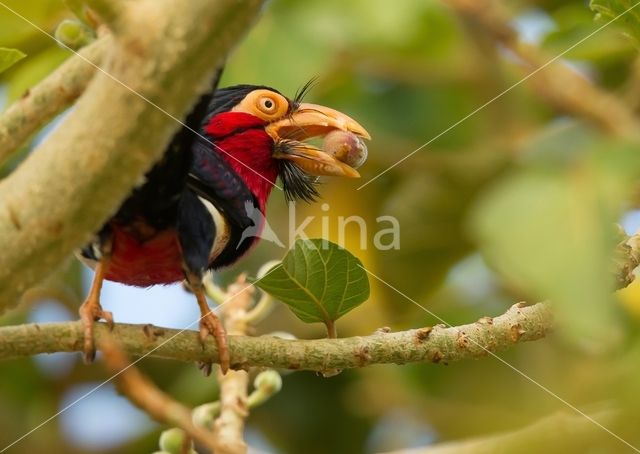 Zwartbandbaardvogel (Lybius dubius)