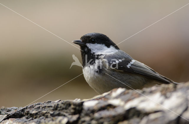 Zwarte Mees (Parus ater)