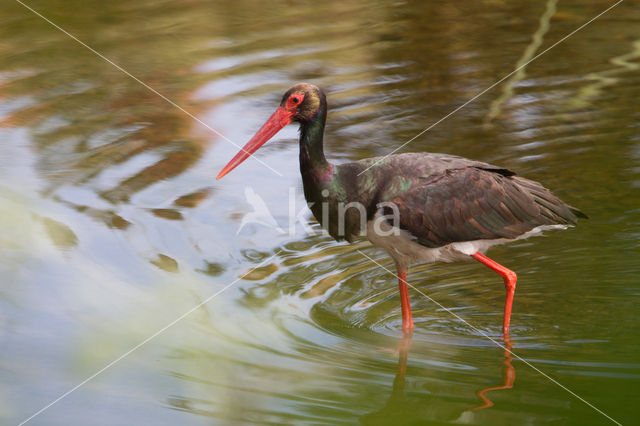 Zwarte Ooievaar (Ciconia nigra)