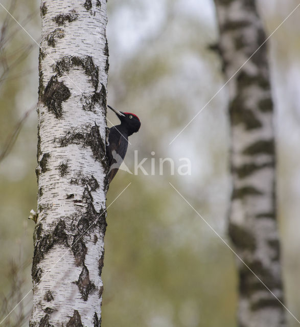 Black Woodpecker (Dryocopus martius)