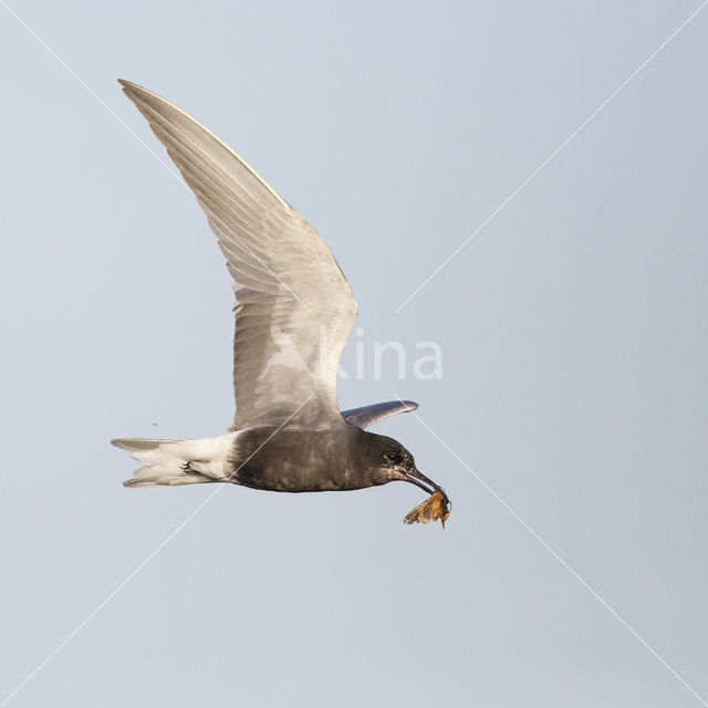 Black Tern (Chlidonias niger)