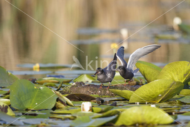 Black Tern (Chlidonias niger)