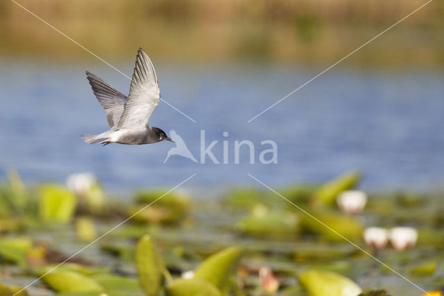 Black Tern (Chlidonias niger)