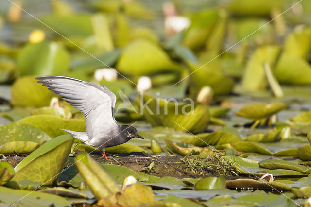Black Tern (Chlidonias niger)