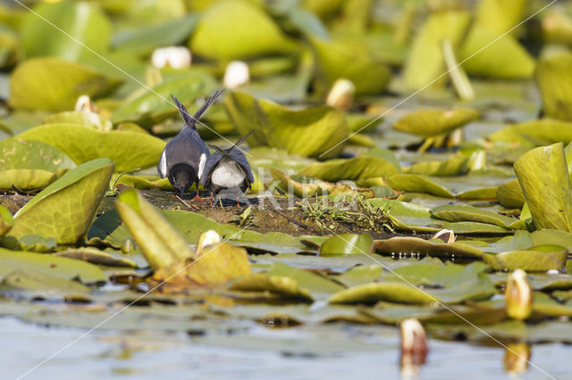 Zwarte Stern (Chlidonias niger)