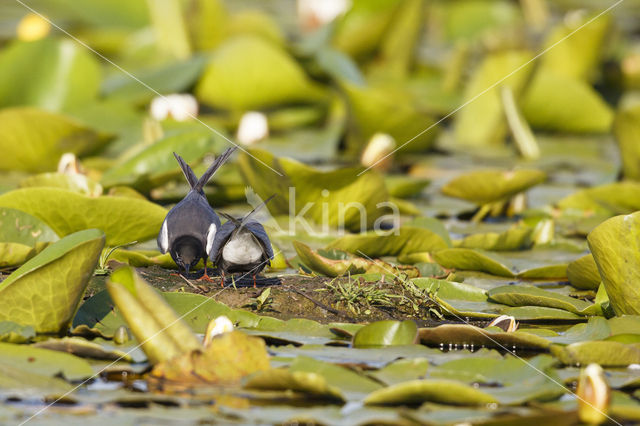Black Tern (Chlidonias niger)