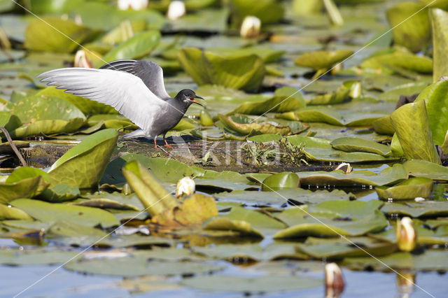 Black Tern (Chlidonias niger)