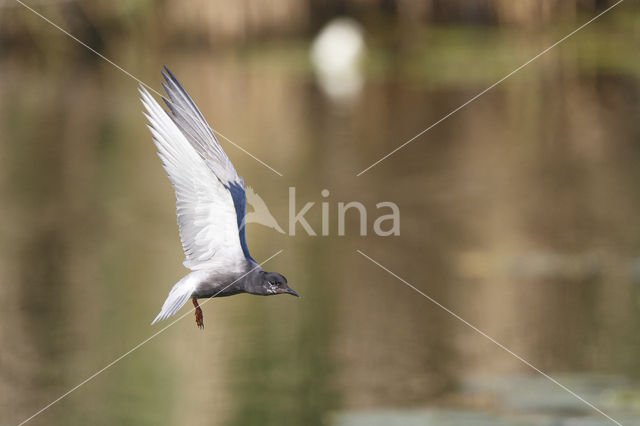 Black Tern (Chlidonias niger)