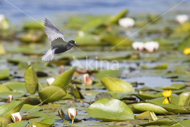 Black Tern (Chlidonias niger)