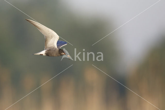 Black Tern (Chlidonias niger)