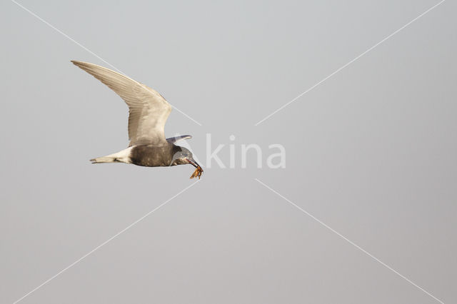 Black Tern (Chlidonias niger)