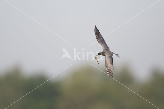 Black Tern (Chlidonias niger)