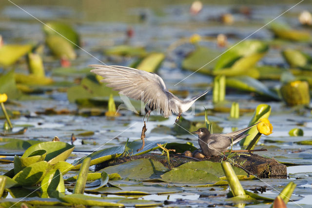 Zwarte Stern (Chlidonias niger)