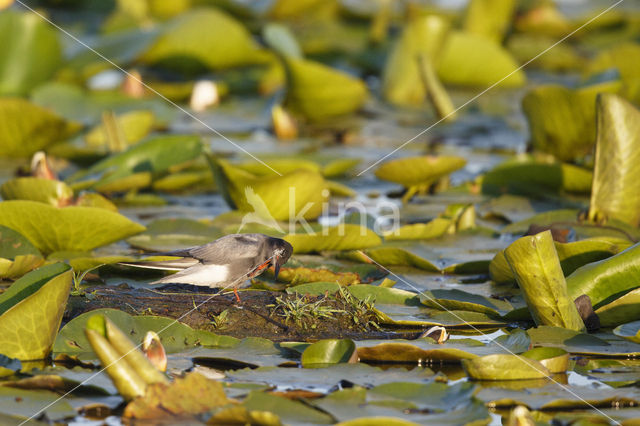 Zwarte Stern (Chlidonias niger)