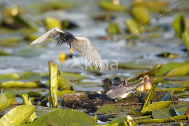 Black Tern (Chlidonias niger)