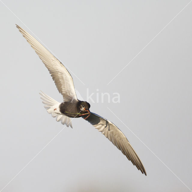 Black Tern (Chlidonias niger)