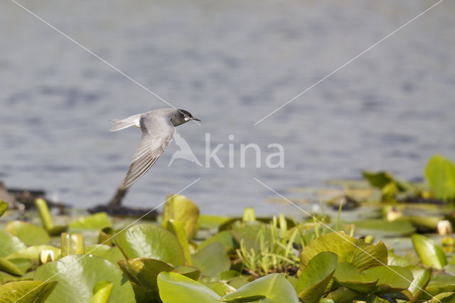 Black Tern (Chlidonias niger)