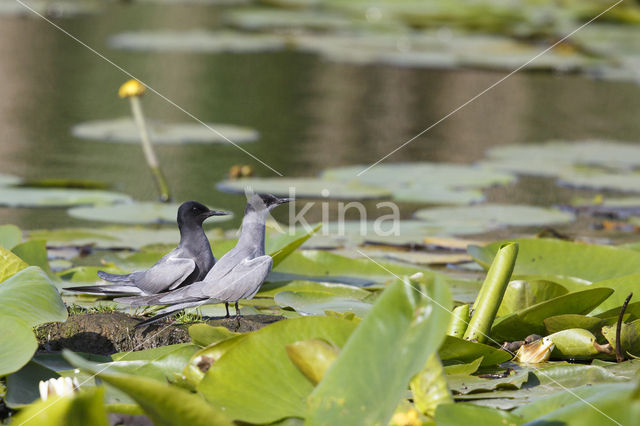 Black Tern (Chlidonias niger)