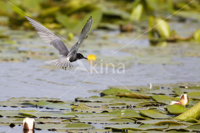 Zwarte Stern (Chlidonias niger)