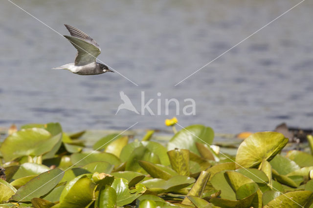Black Tern (Chlidonias niger)