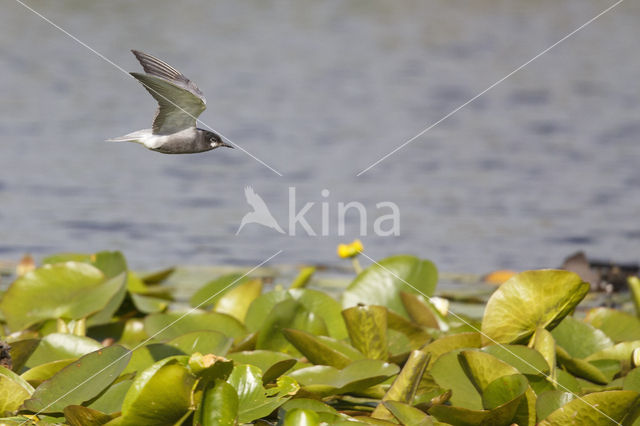 Zwarte Stern (Chlidonias niger)