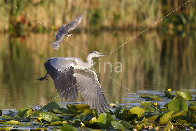 Black Tern (Chlidonias niger)