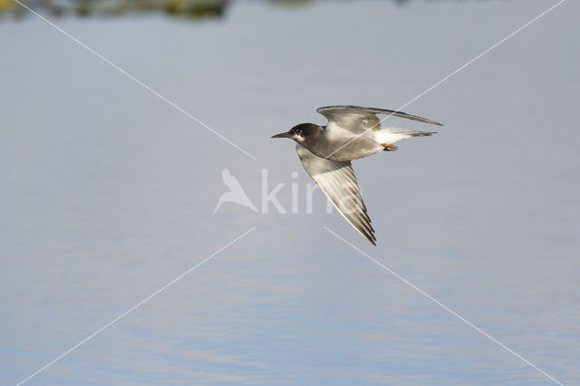 Black Tern (Chlidonias niger)