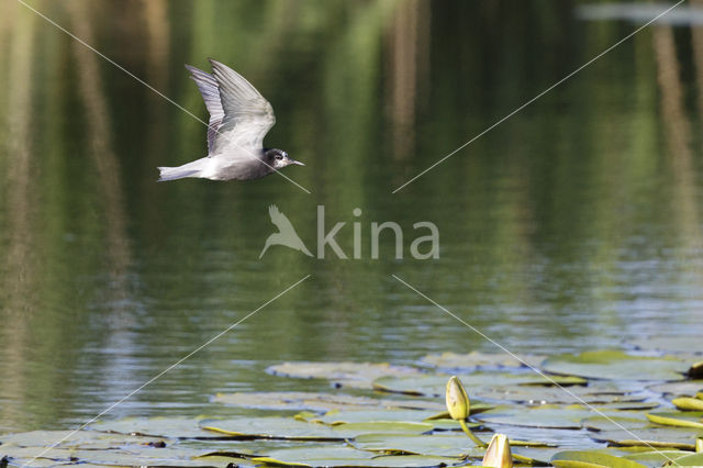 Black Tern (Chlidonias niger)