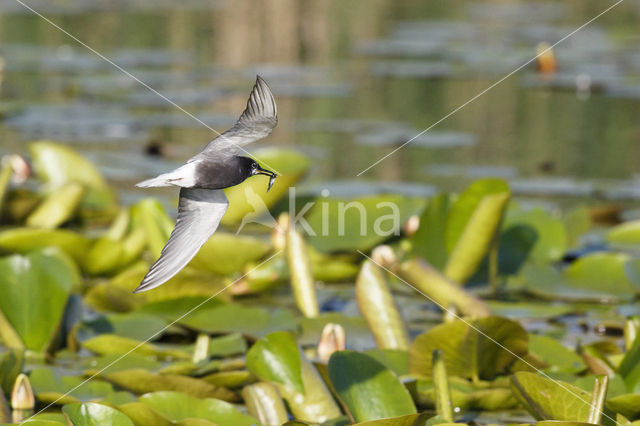 Zwarte Stern (Chlidonias niger)