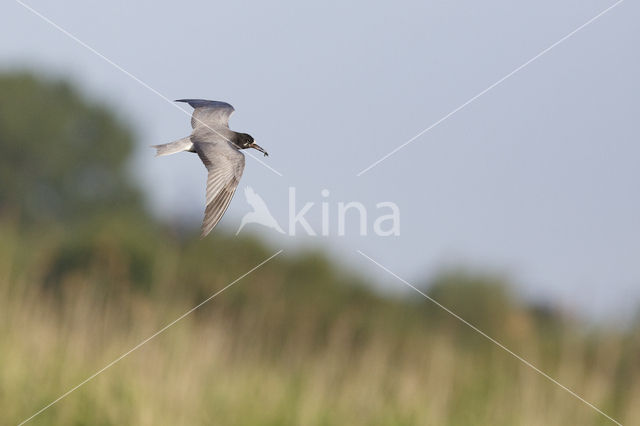 Black Tern (Chlidonias niger)