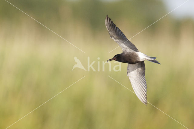 Black Tern (Chlidonias niger)