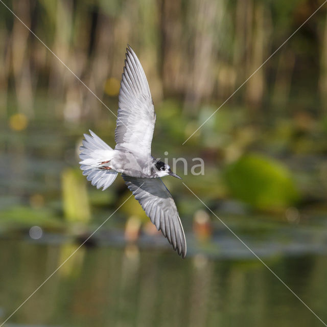 Black Tern (Chlidonias niger)