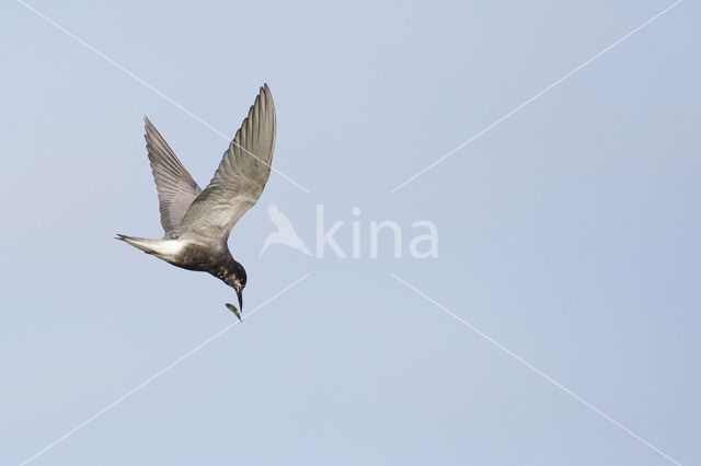 Black Tern (Chlidonias niger)